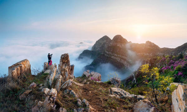 貴州百里杜鵑003 貴州百里杜鵑003