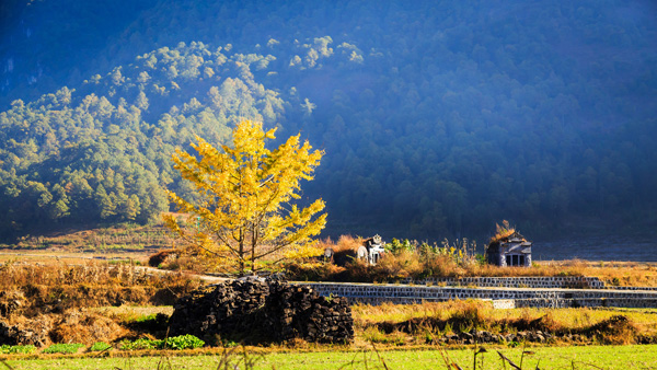 云南騰沖銀杏村002
